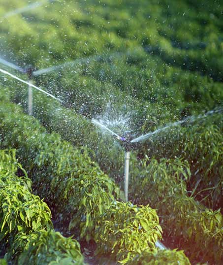 Cut Ups Lawn Service Inc Irrigation System Repair
