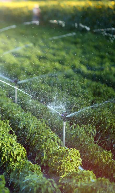 Cut Ups Lawn Service Inc Irrigation System Repair