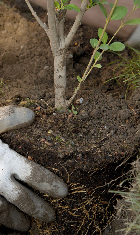 Cut Ups Lawn Service Inc Tree Planting Services